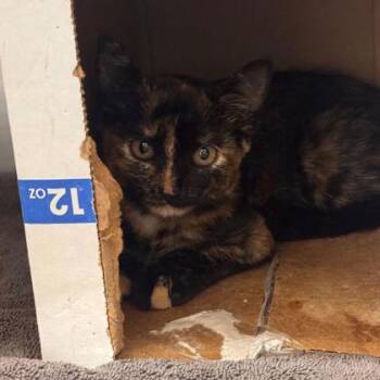 Tortilla -  Domestic Short Hair Cat for Adoption in Kansas City, Missouri - Tortilla | PetCurious