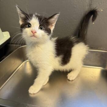 TUSC-Stray-85017_2_3_4 -  Domestic Short Hair Cat for Adoption in Tuscaloosa, Alabama - TUSC-Stray-85017_2_3_4 | PetCurious