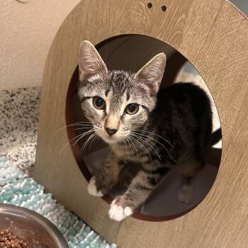 Data -  Domestic Short Hair Cat for Adoption in Fresno, California - Data | PetCurious