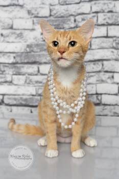 Ariel -  Oriental Tabby and Domestic Short Hair Cat for Adoption in Tuscaloosa, Alabama - Ariel | PetCurious
