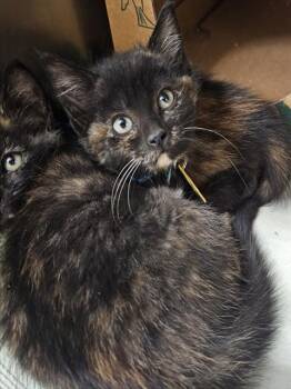 Rescue Domestic Short Hair Cats for Adoption in St. Louis, Missouri - NOO NOO | PetCurious