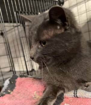 Domestic Short Hair Cats Available for Adoption - Jasper- JM | PetCurious