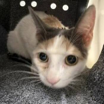 Domestic Short Hair Cats Available for Adoption - Karina | PetCurious