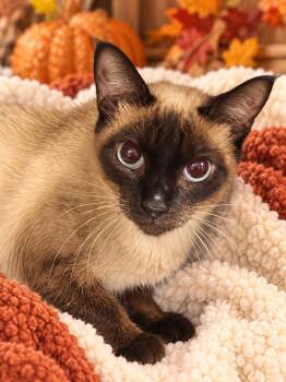 Lulu -  Siamese Cat for Adoption - Lulu | PetCurious