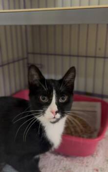 Domestic Short Hair Cats Available for Adoption - Squeak | PetCurious