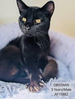 Obsidian -  Domestic Short Hair Cat for Adoption - Obsidian | PetCurious