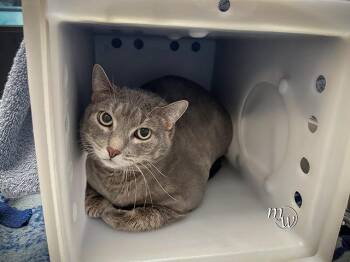 FLUFFY -  Domestic Short Hair Cat for Adoption in Omaha, Nebraska - FLUFFY | PetCurious
