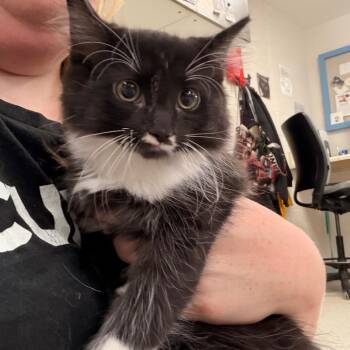 Cannoli -  Domestic Long Hair Cat for Adoption in Indianapolis, Indiana - Cannoli | PetCurious