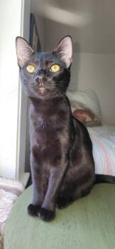 Valor AND Wini -  Domestic Short Hair Cat for Adoption in Rochester, New Hampshire - Valor AND Wini | PetCurious