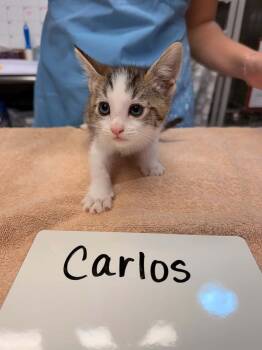 Carlos -  Domestic Short Hair Cat for Adoption in Vancouver, Washington - Carlos | PetCurious