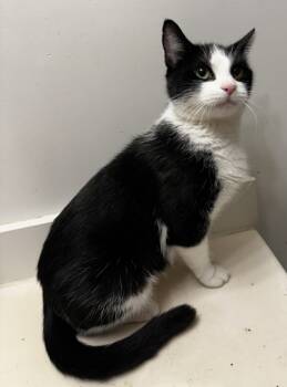 Rescue Domestic Short Hair Cats for Adoption in Wilkesboro, North Carolina - Prissy | PetCurious