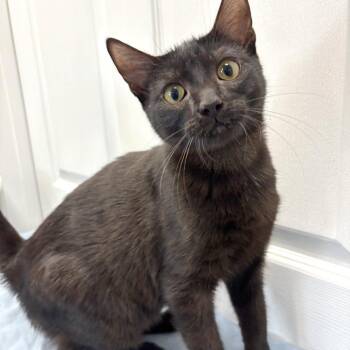Noir -  Domestic Short Hair Cat for Adoption in Medford, Oregon - Noir | PetCurious