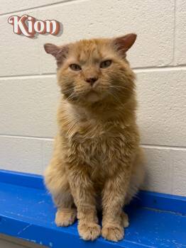 Kion -  Domestic Long Hair Cat for Adoption in Valparaiso, Indiana - Kion | PetCurious