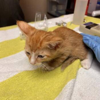 Domestic Short Hair Cats Available for Adoption in Tempe, Arizona - Naveen | PetCurious