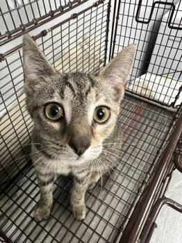 05362B Payton -  Domestic Short Hair Cat for Adoption in North Charleston, South Carolina - 05362B Payton | PetCurious