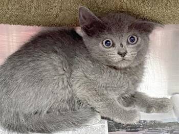 Domestic Short Hair Cats Available for Adoption in Charlotte, North Carolina - GHOST PEPPER | PetCurious