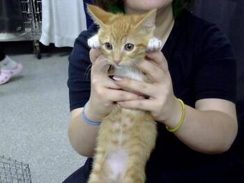 LOLA -  Domestic Short Hair Cat for Adoption in Pasadena, Texas - LOLA | PetCurious