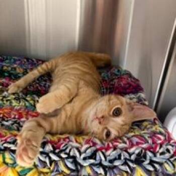 Rusty -  Domestic Short Hair Cat for Adoption in Las Vegas, Nevada - Rusty | PetCurious