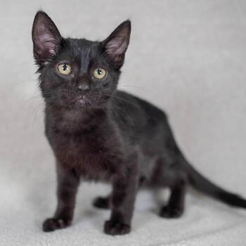 Domestic Short Hair Cats Available for Adoption in Sunnyvale, California - Pivot | PetCurious