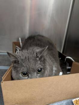 Domestic Short Hair Cats Available for Adoption in West Chester, Pennsylvania - Grayson | PetCurious
