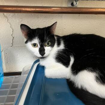 Vellum -  Domestic Short Hair Cat for Adoption in Lyndhurst, Virginia - Vellum | PetCurious