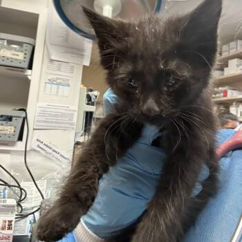 Malinois - In Foster! -  Domestic Short Hair Cat for Adoption in Flagstaff, Arizona - Malinois - In Foster! | PetCurious