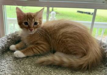 Honey Seibold -  Domestic Long Hair Cat for Adoption in Kansas City, Missouri - Honey Seibold | PetCurious