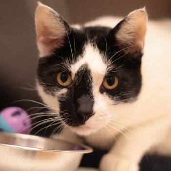 Pop-Tart -  Domestic Short Hair Cat for Adoption in Philadelphia, Pennsylvania - Pop-Tart | PetCurious