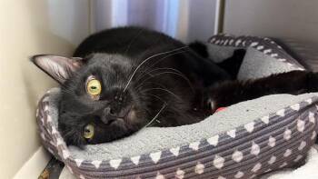 Domestic Short Hair Cats Available for Adoption - LUCKY | PetCurious