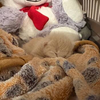 Rescue Domestic Short Hair Cats for Adoption in Kanab, Utah - Boof | PetCurious