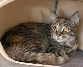 Rescue Domestic Short Hair Cats for Adoption in Westfield, New York - Tatum | PetCurious