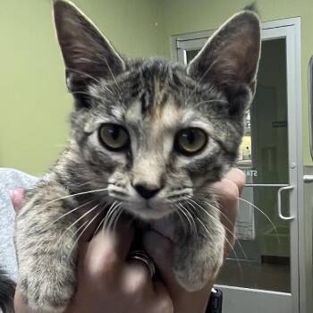COCOA -  Domestic Short Hair Cat for Adoption in Kyle, Texas - COCOA | PetCurious