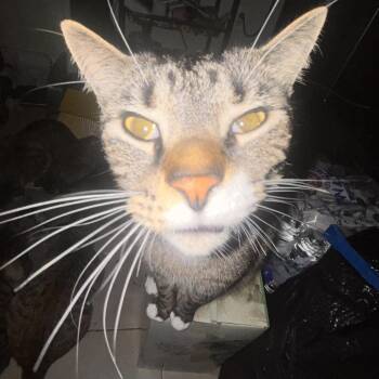 Mr. Boogie Woogie -  Domestic Short Hair Cat for Adoption in Philadelphia, Pennsylvania - Mr. Boogie Woogie | PetCurious