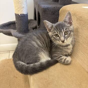 Christopher -  Domestic Short Hair Cat for Adoption in Peconic, New York - Christopher | PetCurious
