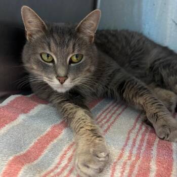 Domestic Short Hair Cats Available for Adoption - Ella | PetCurious