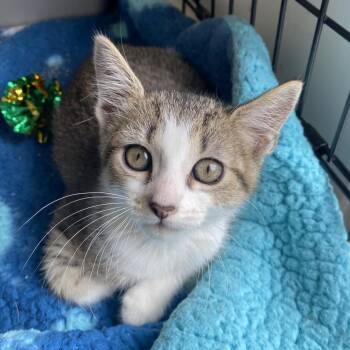 Outlook -  Domestic Short Hair Cat for Adoption in Riverwoods, Illinois - Outlook | PetCurious