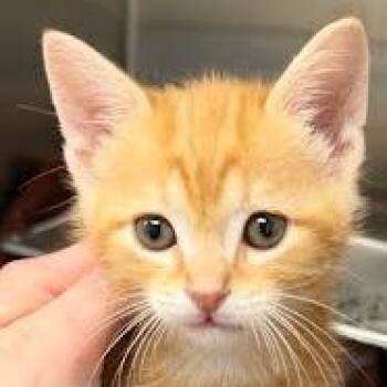 Trumpet -  Domestic Short Hair Cat Available for Adoption in Delaware, Ohio - Trumpet | PetCurious