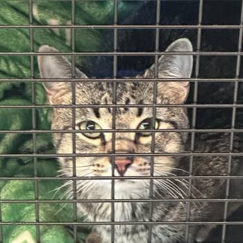 Domestic Short Hair Cats Available for Adoption in Huntington, West Virginia - Astley | PetCurious