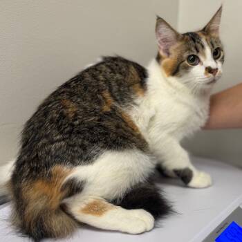Allie *AVAILABLE IN FOSTER* -  Domestic Long Hair Cat for Adoption in Columbiana, Alabama - Allie *AVAILABLE IN FOSTER* | PetCurious