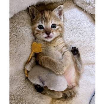 Domestic Short Hair Cats Available for Adoption in Austin, Texas - Hazel 7 | PetCurious
