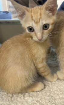 Angel Hair - ADOPTED -  Domestic Short Hair Cat for Adoption in Chamblee, Georgia - Angel Hair - ADOPTED | PetCurious