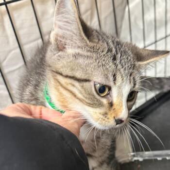 Theodore Pumpkin -  Domestic Short Hair Cat for Adoption in Normal, Illinois - Theodore Pumpkin | PetCurious