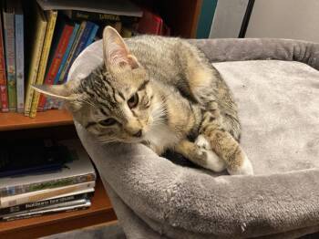 Tabby and Tuxedo Cats Available for Adoption in Greenville, Delaware - Franky Willow Grove Area (FCID 12/16/2025-160 | PetCurious