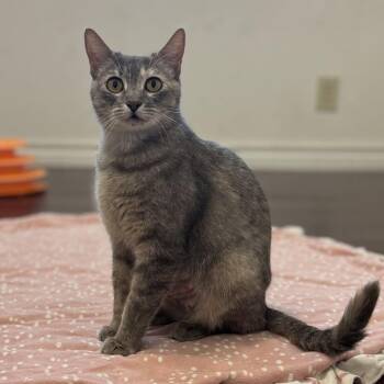 Momma Star -  Domestic Short Hair Cat for Adoption in Crowley, Texas - Momma Star | PetCurious