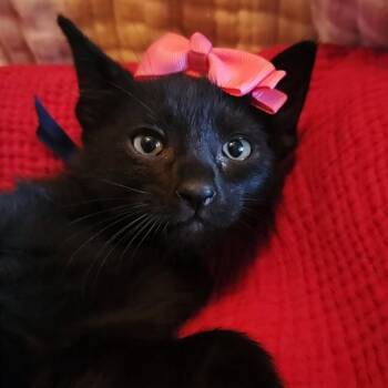 Investigative Reporter 7 -  Domestic Short Hair Cat for Adoption in Austin, Texas - Investigative Reporter 7 | PetCurious