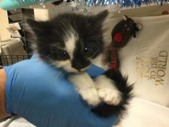 Domestic Short Hair Cats Available for Adoption in Riverside, California - ASH | PetCurious