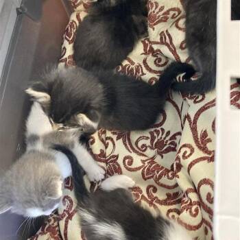 Domestic Short Hair Cats Available for Adoption in Hawthorne, California - Elderberry | PetCurious