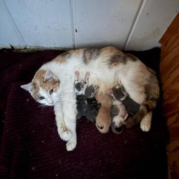 Twilight -  Domestic Short Hair Cat for Adoption in Rochester, Minnesota - Twilight | PetCurious