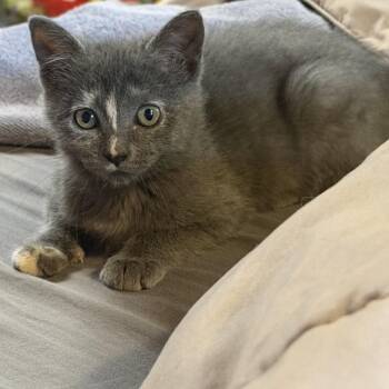 Magna-Tile -  Tortoiseshell Cat for Adoption in Waterloo, Iowa - Magna-Tile | PetCurious