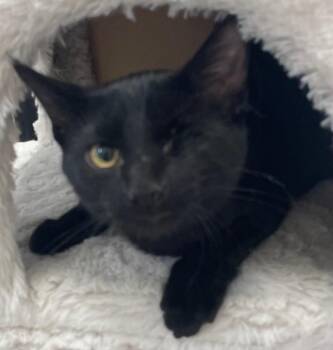 Rescue Domestic Short Hair Cats for Adoption in Menasha, Wisconsin - Hawk | PetCurious